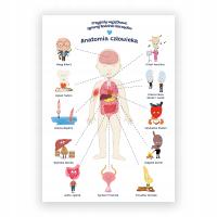 Образовательный плакат Анатомия для ребенка формат А2