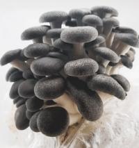 Мицелий вешенки Черный жемчуг 6л - набор для выращивания, коробка для выращивания