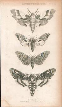 g0384 Schmetterlinge. Oryginalny staloryt z okolo 1870 roku