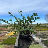 Prusznik Niebieski VICTORIA ZIMOZIELONY WIELOLETNI Sadzonki 0,4L