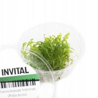 INVITAL Monosolenium tenerum (Pelia moss) tygiel Ø 8 cm