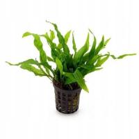 Roślina Microsorium minor Koszyk