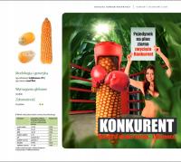 Nasiona Kukurydzy Kukurydza Konkurent FAO 240