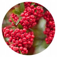 Ognik szkarłatny Red Column – krzew ciernisty z czerwonymi owocami