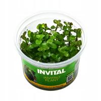 INVITAL Bacopa caroliniana in vitro Ø 7 cm