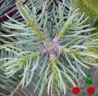 Пихта калифорнийская GLAUCA P9