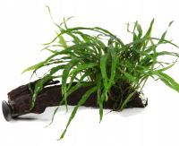 Microsorum pteropus Narrow na korzeniu (z przyssawką) - TROPICA