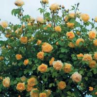 роза плетистая желтая душистая -727