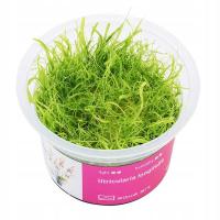 Utricularia Longifolia - Roślina do paludarium - kubek 6cm