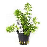 INVITAL Limnophila sesiliflora koszyk Ø 5,5 cm