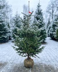 JODŁA KAUKASKA abies nordmanniana PACHNĄCA ŻYWA CHOINKA 180CM