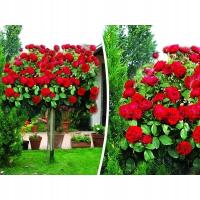 14 Роза на стволе Красная сорт и ст. № 533