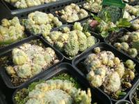 Ройник, Ройники Борис 1-173