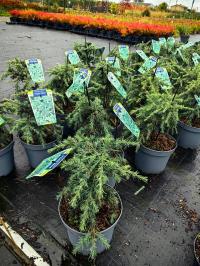 Cedrus deodara - Cedr himalajski FEELIN BLUE