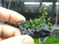 Bolbitis sp Buea jeden z pierwszych kolekcja od - fibell