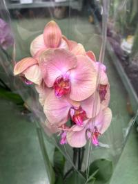 Орхидея живая JMP 60 / 70cm midsumme