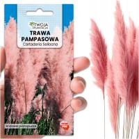 Trawa pampasowa RÓŻOWA NASIONA do ogrodu pióropusze do 2 metrów 100 Nasion
