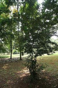 ЧАЙ КИТАЙСКИЙ-CAMELLIA SINENSIS DARJEELING