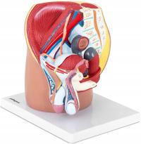 Model anatomiczny miednica męska PHYSA PHY-MP-1 10040316