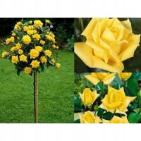 14 Роза на стволе Желтая сорт и ст. 536