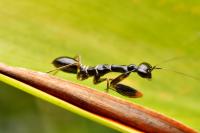 Богомол Муравей Odontomantis planiceps L2-3