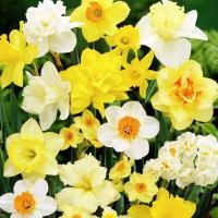 Нарциссы ассорти польский смесь mix 50 шт. 12/14 Нарцисс Луковицы Нарцисса
