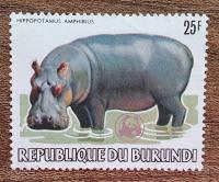 Fauna - Hipopotam - Burundi