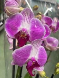 Орхидея Jmp 60см 2 побега