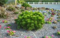 ГОРНАЯ СОСНА ПУМИЛИО ПЛОТНАЯ ДЛЯ БОНСАЙ