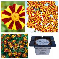 Aksamitka rozpierzchła Mr Majestic 