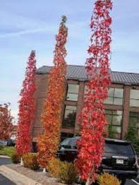 Ambrowiec Slender Silhouette Szczepiony wąskokolumnowy duże w 3 Litry