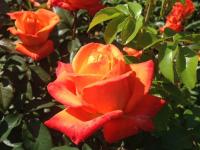 RÓŻA wielkokwiatowa POMARAŃCZOWA SZLACHETNA