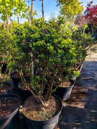 Падуб Мезервы-голубая принцесса-большой саженец