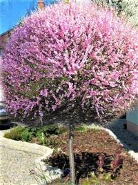 МИНДАЛИНА НА СТВОЛЕ ПРИВИТА КРУПНЫМ РАСТЕНИЕМ 180 СМ.