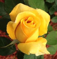 Róża wielkokwiatowa | Żółta