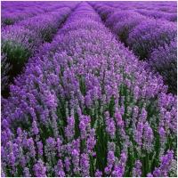 Лекарственная лаванда морозостойкая и ароматная отпугивает комаров и мух семена