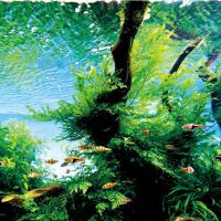 Bolbitis heudelotii-TROPICA (корзина)