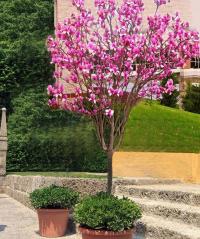 Magnolia Susan NA PNIU duża roślina odporna 100 cm