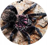 Xenesthis immanis (SpidersForge)