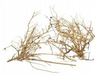 Korzeń Branch Wood - 100g