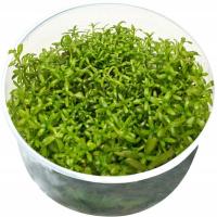 Ammania senegalensis Roślina w kubeczku 10 cm