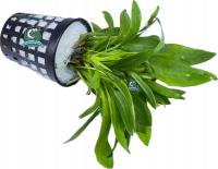 Echinodorus tenellus [koszyk]