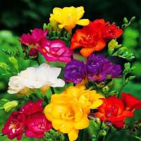 Фрезия полный микс 10 шт фрезии луковицы фрезия ароматный лук