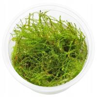 MECH AKWARIOWY Plagiomnium affine - Pearl Moss IN VITRO Kubek 100ml