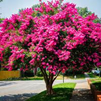 LAGERSTROEMIA INDICA самый длинный цветущий кустарник в мире розовый розовый 30-50 см