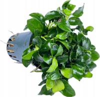 Anubias nana 'Bonsai' [koszyk]