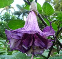 DATURA FIOLETOWA DUŻE KWIATY NASIONA .