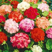 Pelargonia - mieszanka kolorów - różnorodna, doskonała na balkon - nasiona