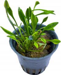 Cryptocoryne parva [корзина]