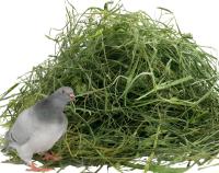 Ściółka z traw dla gołębi siano jako materiał gniazdowy sianko od rolnika